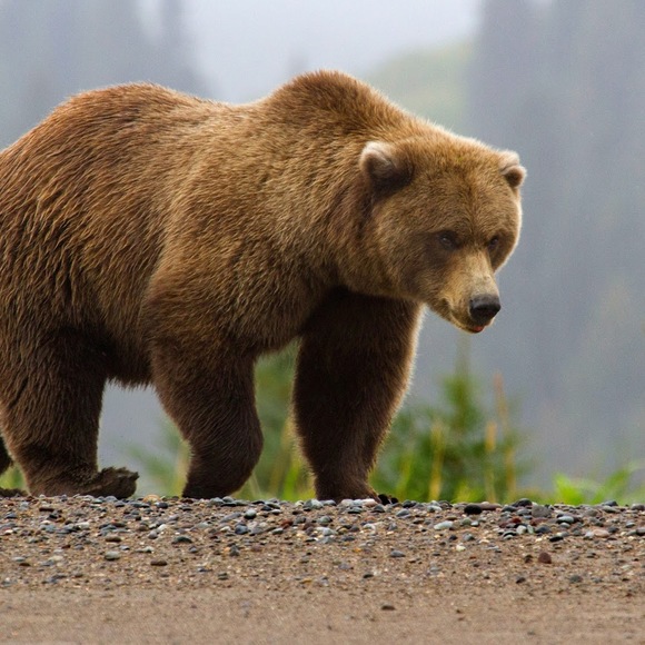 Meet your Posher, Brandy - Picture 1 of 1